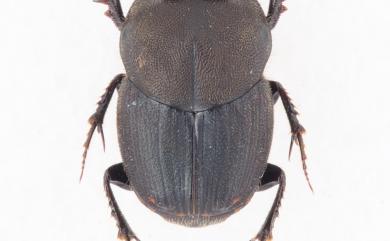 Onthophagus yubarinus Matsumura, 1937 長脛嗡蜣螂
