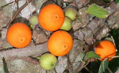 Ficus punctata 大果藤榕