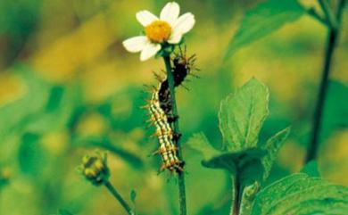 Bidens pilosa var. minor (Blume) Sherff 小白花鬼針