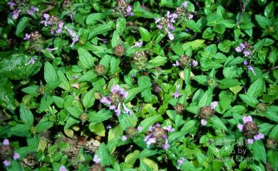 Prunella vulgaris subsp. asiatica 夏枯草