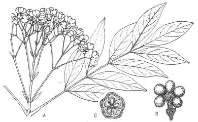 Tetradium ruticarpum (A. Juss.) T.G. Hartley 吳茱萸