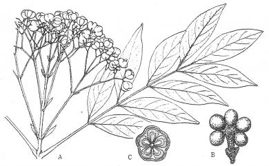 Tetradium ruticarpum 吳茱萸