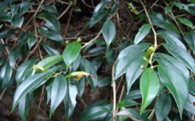 Aeschynanthus acuminatus 芒毛苣苔