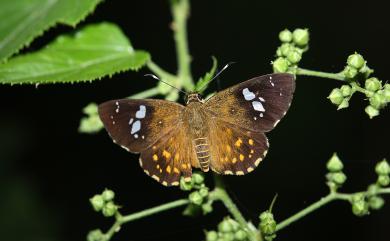 Celaenorrhinus ratna Fruhstorfer, 1908 小星弄蝶