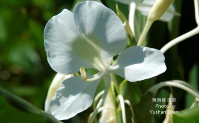 Hedychium coronarium J.Koenig 野薑花