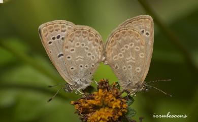 Zizeeria maha okinawana 藍灰蝶