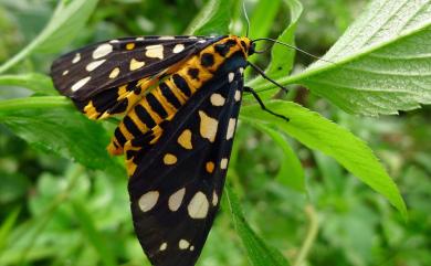 Aglaomorpha histrio formosana (Miyake, 1907) 大麗燈蛾