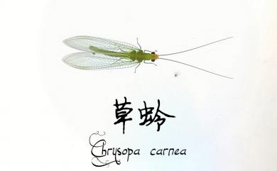 Chrysopa 草蛉屬