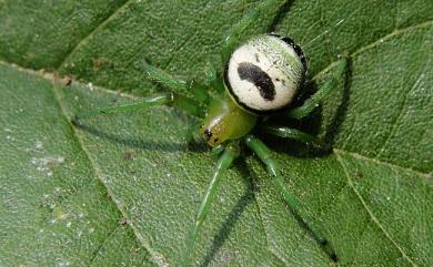 Araneus mitificus Simon, 1886 黑綠鬼蛛