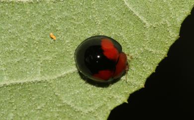 Lemnia circumsta (Mulsant, 1850) 紅紋瓢蟲