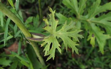 Ligularia japonica Less. 大吳風草
