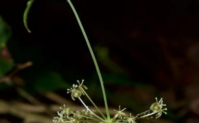 Smilax riparia 烏蘇里山馬薯