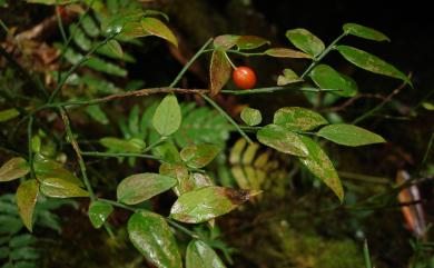 Vaccinium japonicum var. lasiostemon Hayata 毛蕊花