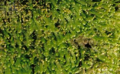Lejeunea flava 黃色細鱗蘚