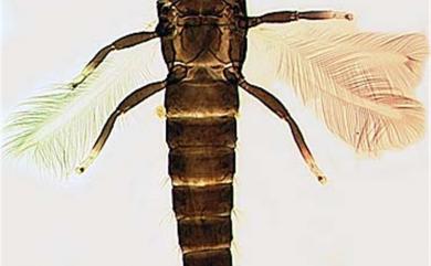 Gynaikothrips ficorum (Marchel, 1908)