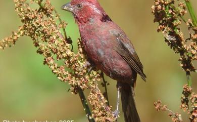 Carpodacus formosanus Ogilvie-Grant, 1911 臺灣朱雀