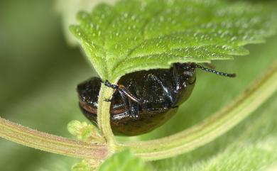 Chrysolina laeviguttata Chujo, 1958 圓斑銅金花蟲