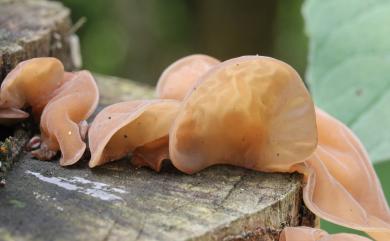 Auricularia auricula-judae (Bull.) Quél. 1886 木耳