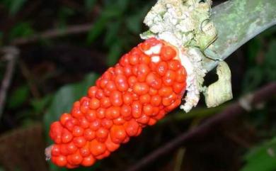 Alocasia odora 姑婆芋