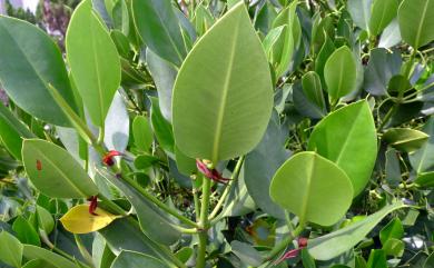 Rhizophora stylosa Griff. 紅海欖