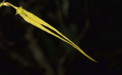 Bulbophyllum flaviflorum 黃花捲瓣蘭