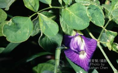 Clitoria ternatea 蝶豆