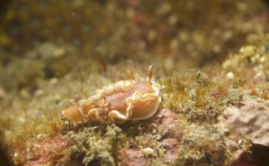 Glossodoris rufomarginata (Bergh, 1890) 橘色多彩海牛