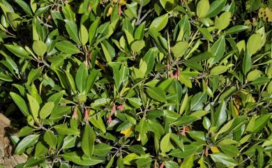 Bruguiera gymnorhiza (L.) Savigny 紅茄冬