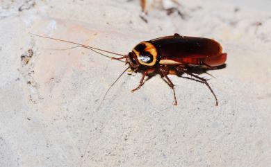 Periplaneta australasiae (Fabricius, 1775) 澳洲家蠊