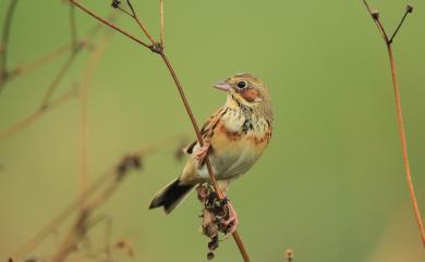 Emberiza fucata fucata Pallas, 1776 赤胸鵐(指名亞種)