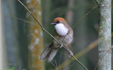 Pterorhinus ruficeps (Gould, 1863) 臺灣白喉噪眉