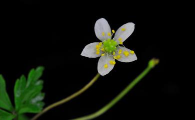 Coptis quinquefolia Miq. 五葉黃連