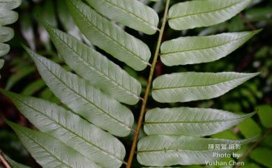 Alsophila podophylla Hook. 鬼桫欏