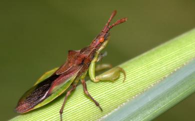 Cnizocoris dimorphus Maa & Lin, 1956 天目螳瘤椿象