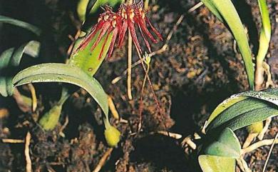 Bulbophyllum melanoglossum Hayata 紫紋捲瓣蘭