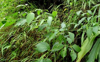 Tubocapsicum anomalum (Franch. & Sav.) Makino 龍珠