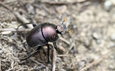 Paragymnopleurus ambiguus Janssens, 1943 臺灣側裸蜣螂