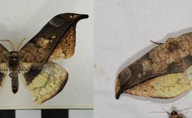 Canucha miranda formosicola Matsumura, 1931 羅紋鉤蛾
