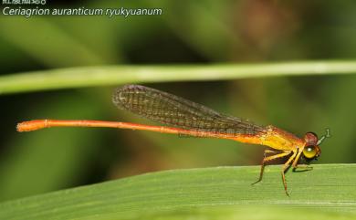 Ceriagrion auranticum ryukyuanum Asahina, 1967 紅腹細蟌