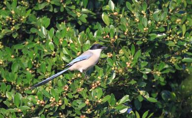 Cyanopica cyanus (Pallas, 1776) 灰喜鵲