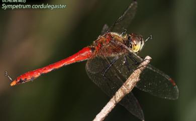 Sympetrum cordulegaster (Selys, 1883) 長尾蜻蜓