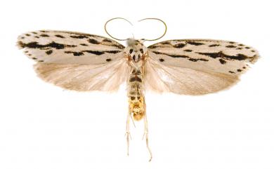 Ethmia maculata Sattler, 1967 圓斑篩蛾