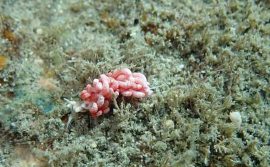 Favorinus japonicus Baba, 1949 日本灰翼海牛