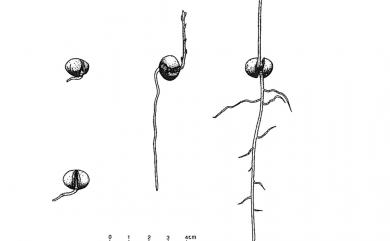 Machilus japonica var. kusanoi (Hayata) J.C.Liao 大葉楠