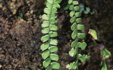 Lindsaea orbiculata (Lam.) Mett. ex Kuhn 圓葉鱗始蕨