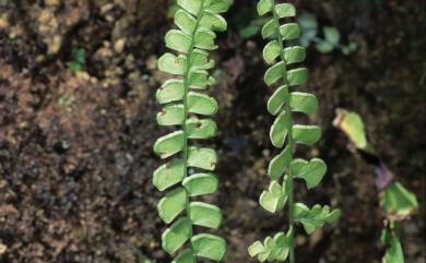 Lindsaea orbiculata (Lam.) Mett. ex Kuhn 圓葉鱗始蕨