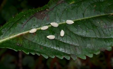 Impatiens devolii 棣慕華鳳仙花