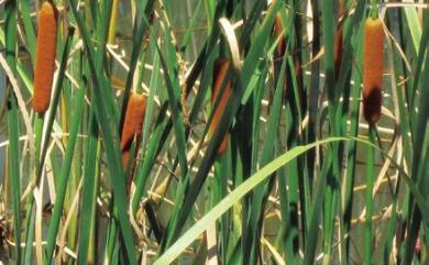 Typha orientalis C.Presl 香蒲