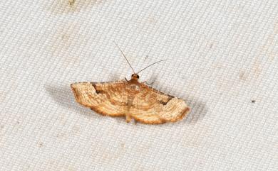 Addaea polyphoralis (Walker, 1866)