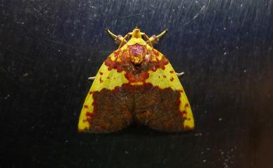 Siglophora sanguinolenta (Moore, 1888) 內黃血斑瘤蛾